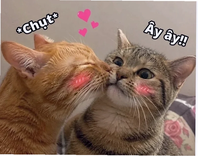 mèo hôn nhau meme mèo hôn nhau trên mạng
