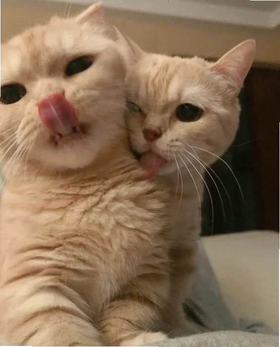 mèo hôn nhau meme mèo hôn nhau vui nhộn