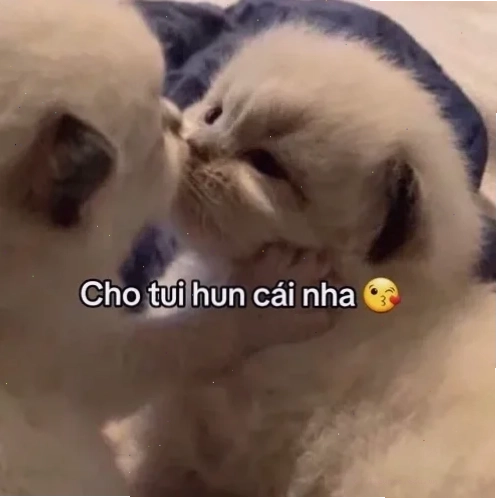 meme mèo hun meme mèo hun nhau