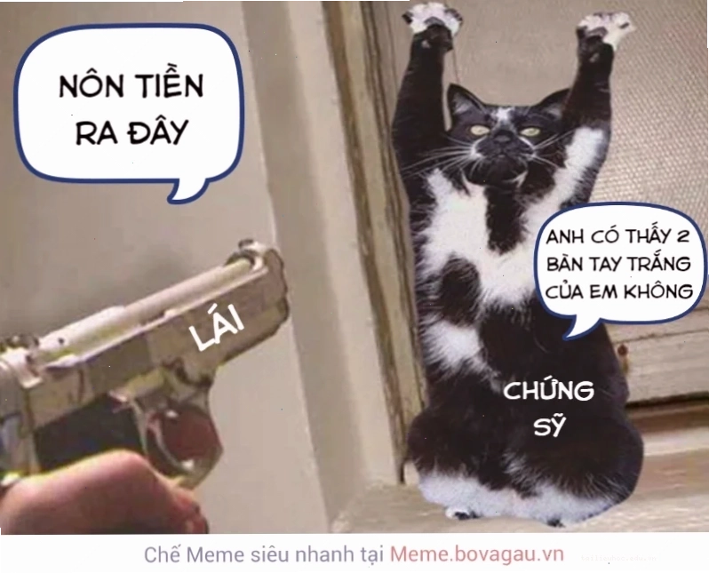 Mèo băng meme mèo lạnh như băng