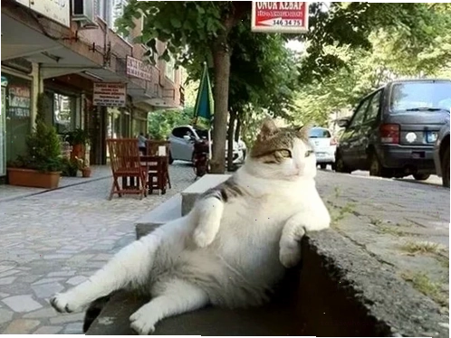 mèo nghịch ngợm meme mèo mập chơi đùa