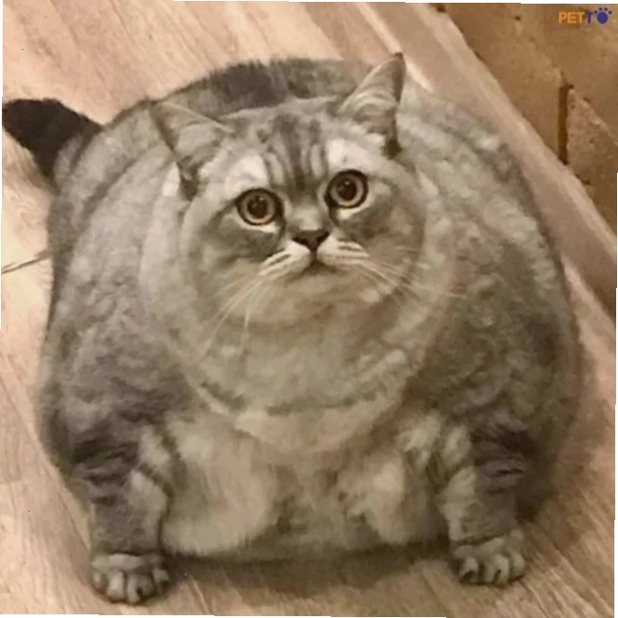 mèo thời trang meme mèo mập mặc đồ