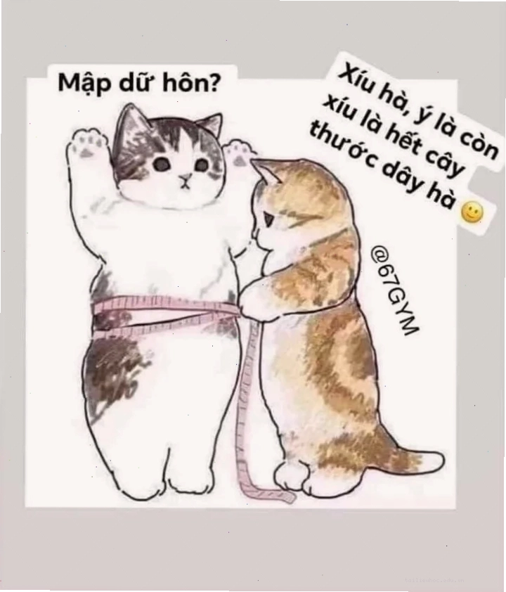 mèo ngơ ngác meme mèo mập ngơ ngác