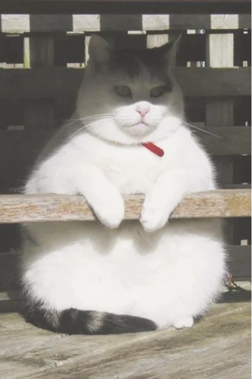mèo ngủ nướng meme mèo mập ngủ