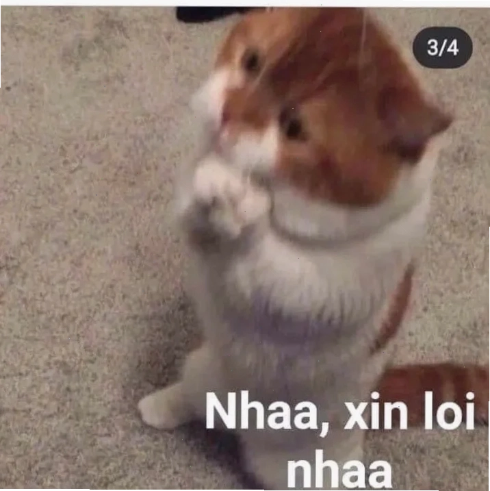 Mèo cầm bát meme mèo năn nỉ ăn xin