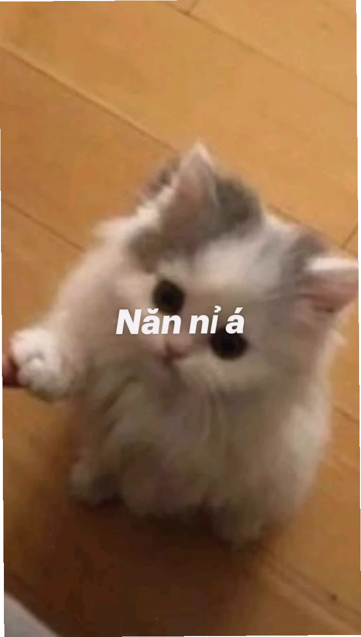 Mèo mắt long lanh meme mèo năn nỉ ánh mắt long lanh