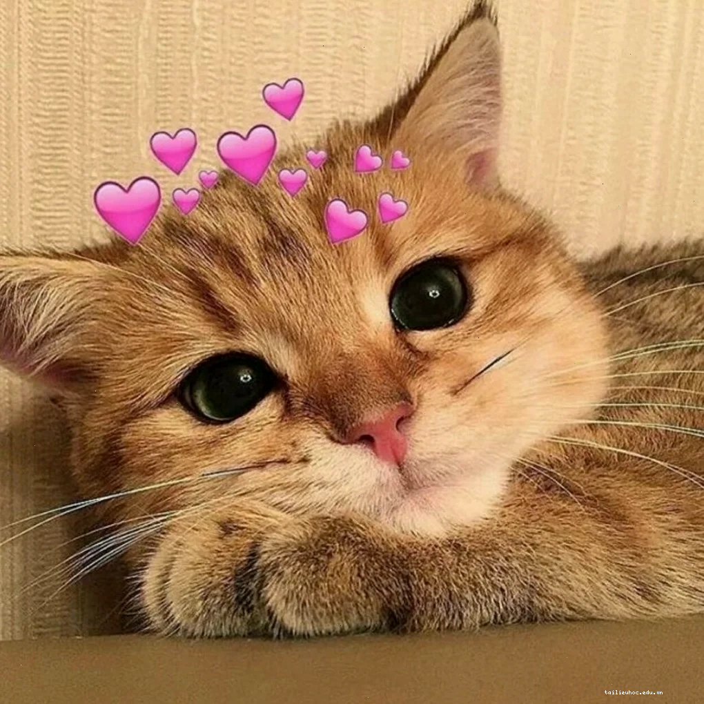 Mèo đứng góc tường meme mèo năn nỉ bị phạt