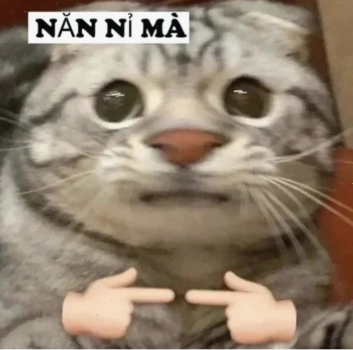 Mèo buồn xin lỗi meme mèo năn nỉ buồn bã