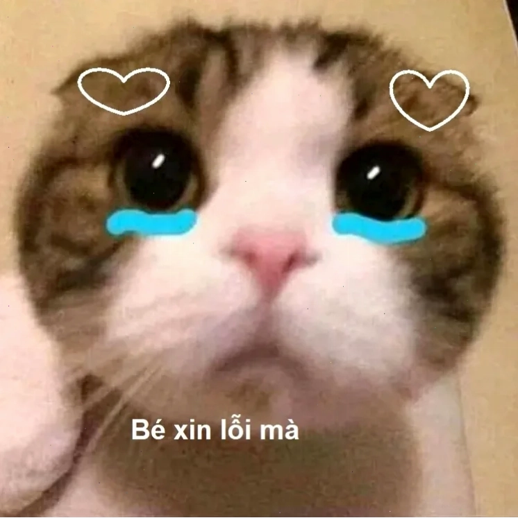 Mèo cầm thiệp meme mèo năn nỉ cầm thiệp