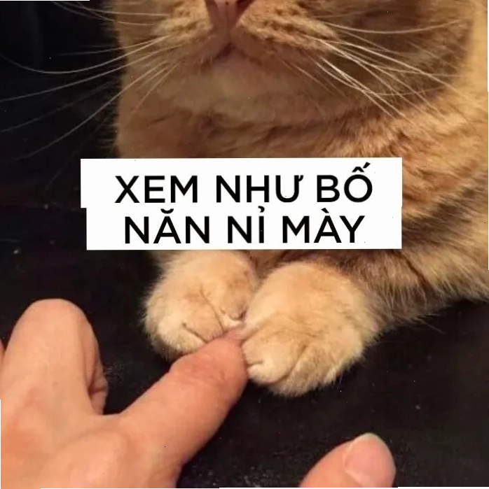 Mèo chắp tay xin lỗi meme mèo năn nỉ chắp tay