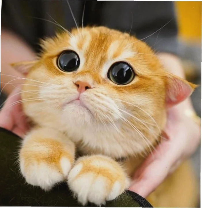 Mèo cầu xin meme mèo năn nỉ chắp tay nhìn lên