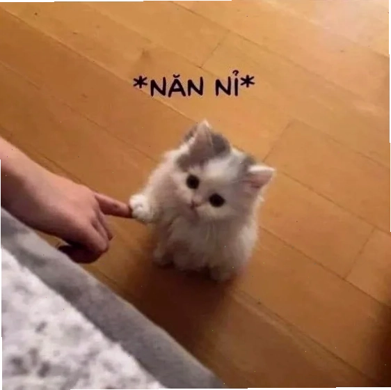 Mèo năn nỉ siêu cấp meme mèo năn nỉ cực đáng yêu