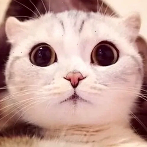 Mèo cười xin meme mèo năn nỉ cười nhẹ
