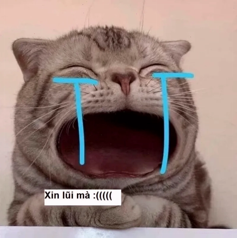 Mèo đeo khăn meme mèo năn nỉ đeo khăn