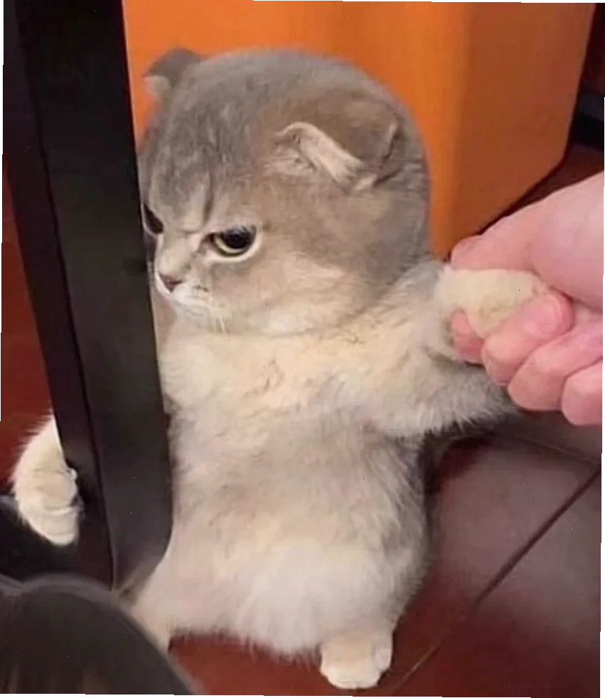 Mèo tri thức meme mèo năn nỉ đeo kính