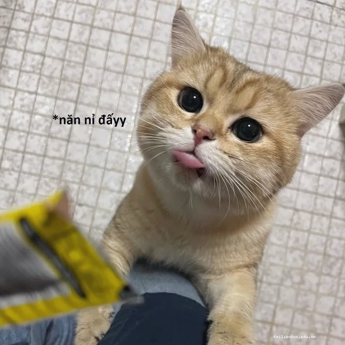 Mèo đội mũ meme mèo năn nỉ đeo mũ