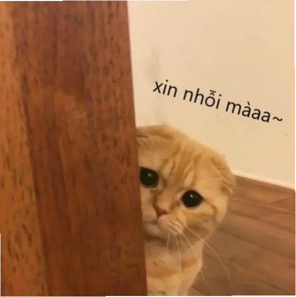Mèo xinh năn nỉ meme mèo năn nỉ đeo nơ