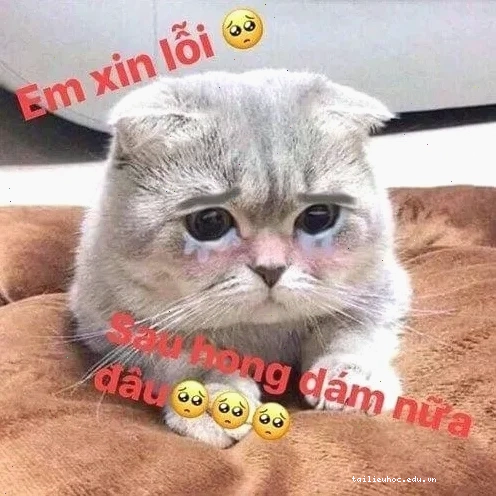 Mèo gãi đầu meme mèo năn nỉ gãi đầu