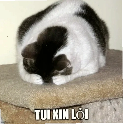 Mèo nằm ngửa meme mèo năn nỉ nằm ngửa