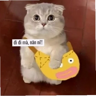Mèo suy tư meme mèo năn nỉ nhìn xa xăm