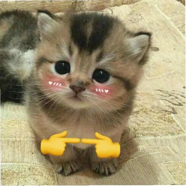 Mèo nhìn xuống meme mèo năn nỉ nhìn xuống