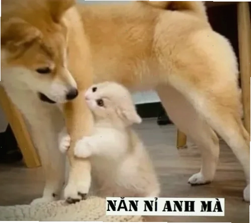 Mèo ôm chân chủ meme mèo năn nỉ ôm chân