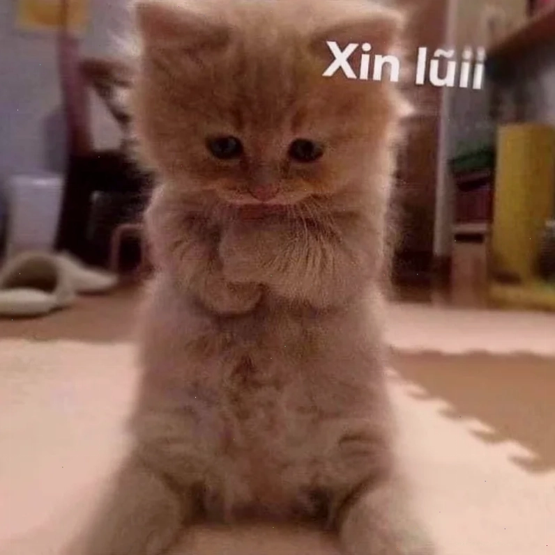 Mèo đau lòng meme mèo năn nỉ ôm tim