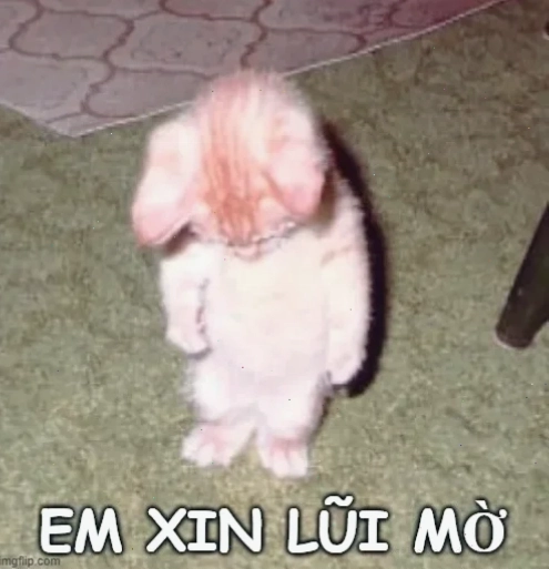 Mèo trên bàn meme mèo năn nỉ trên bàn