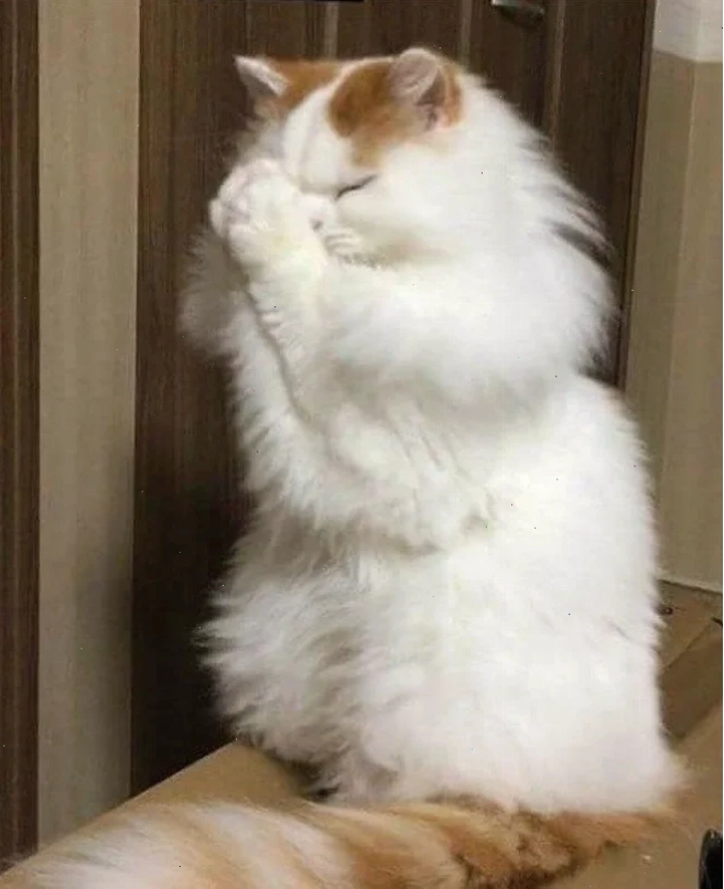 Mèo ướt át xin xỏ meme mèo năn nỉ trong bồn tắm