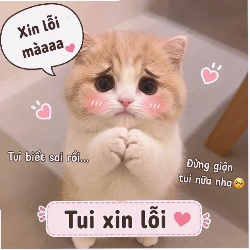 Mèo kèm chữ meme mèo năn nỉ vớicaption