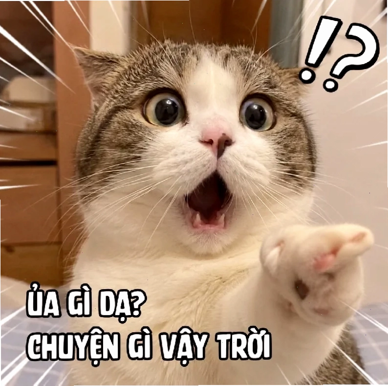 Mèo bất ngờ khó đỡ meme mèo ngạc nhiên dáng nằm hài hước