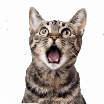 Mèo trắng bất ngờ meme mèo ngạc nhiên màu trắng