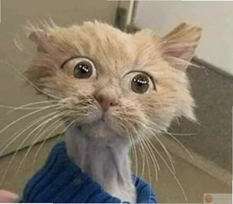 Mèo xám bất ngờ meme mèo ngạc nhiên màu xám