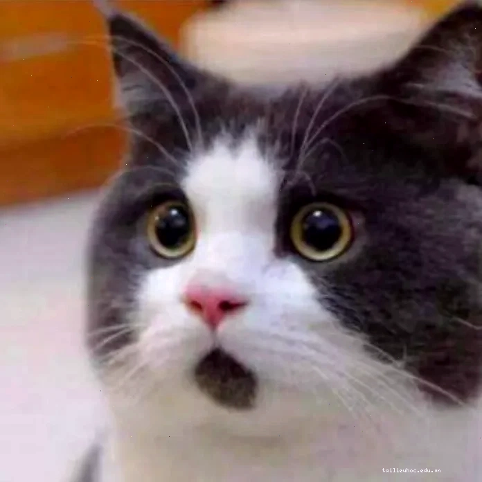 Mèo nhìn trần meme mèo ngạc nhiên nhìn lên trần nhà