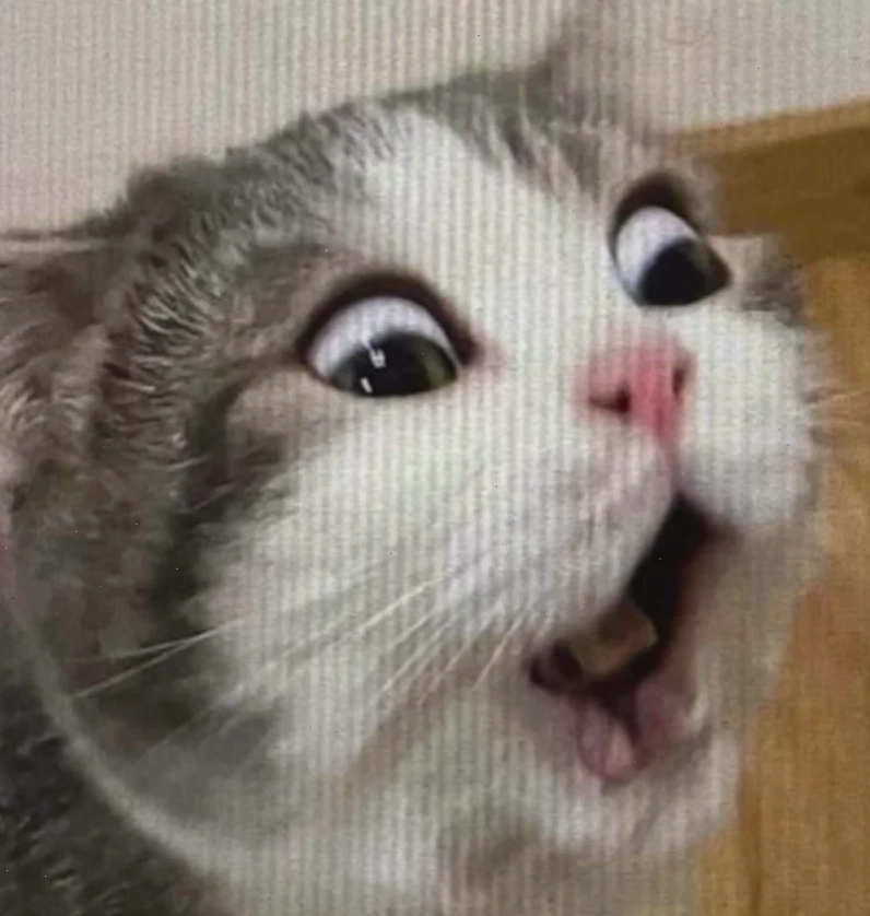 Mèo nhìn cửa sổ meme mèo ngạc nhiên nhìn ra cửa sổ