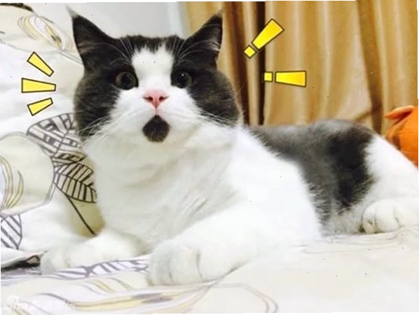 Mèo cổ điển meme mèo ngạc nhiên phong cách cổ điển
