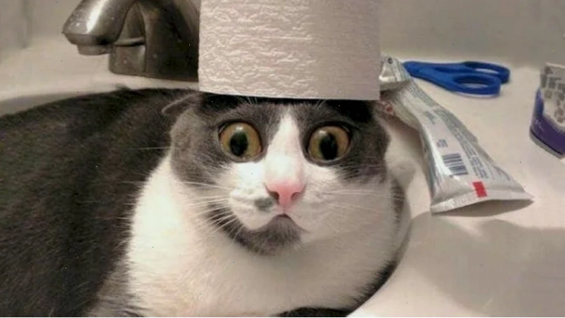 Mèo phụ kiện meme mèo ngạc nhiên với phụ kiện
