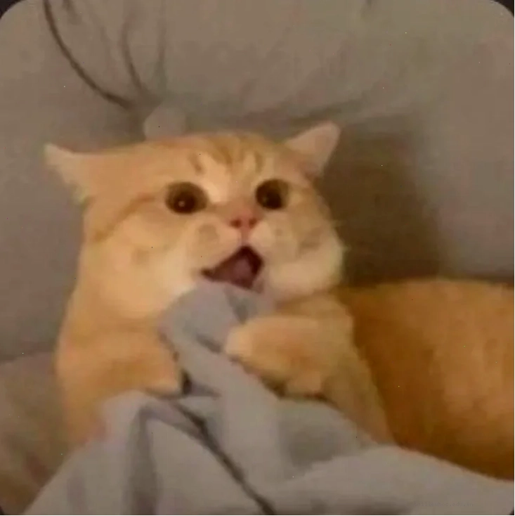 Mèo râu dài ngạc nhiên meme mèo ngạc nhiên với râu dài