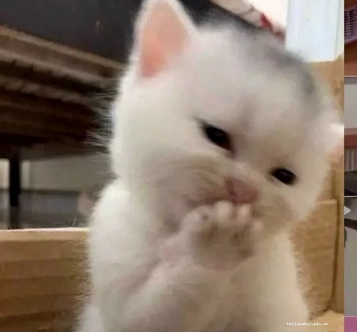 Mèo ngại ngùng Meme mèo ngại ngùng che mặt đỏ mặt