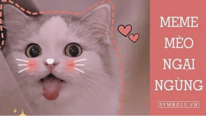 Mèo cúi đầu Meme mèo ngại ngùng cúi đầu