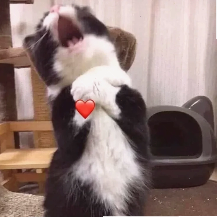 Mèo cười dè Meme mèo ngại ngùng cười e dè