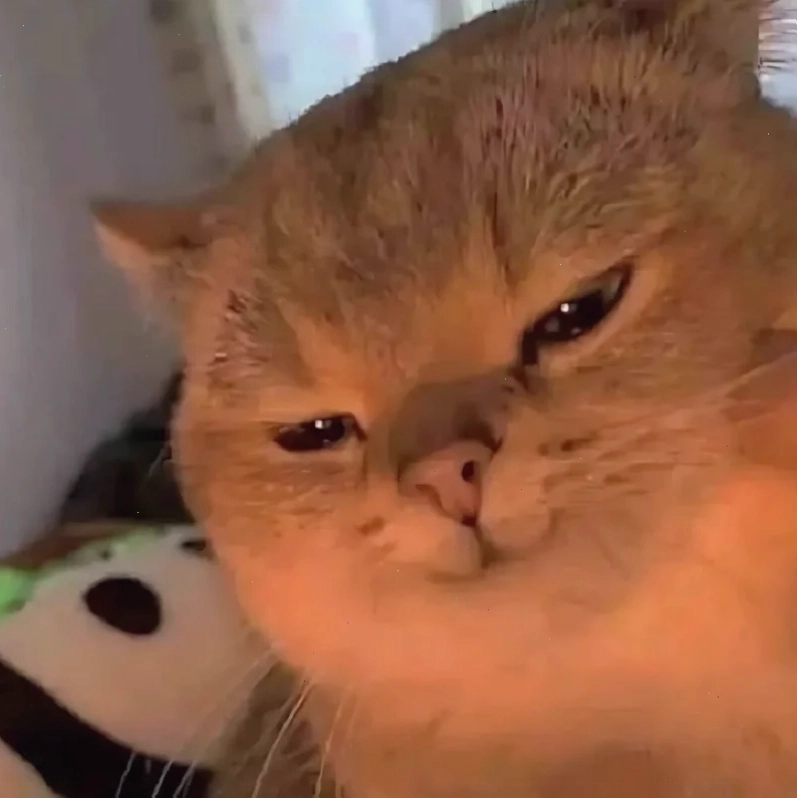 Mèo cười mỉm Meme mèo ngại ngùng cười mỉm