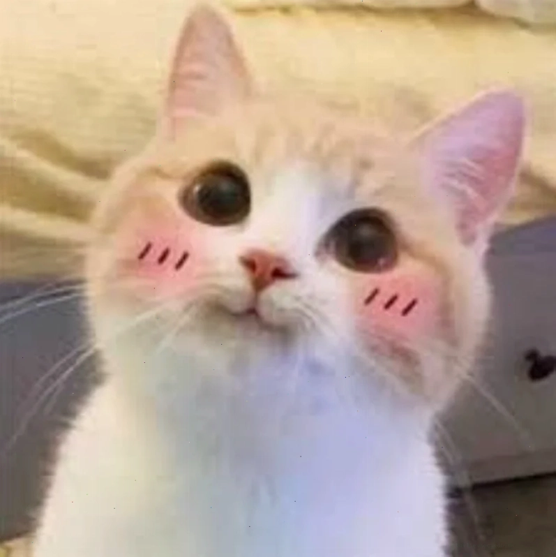 Mèo buồn Meme mèo ngại ngùng đang buồn