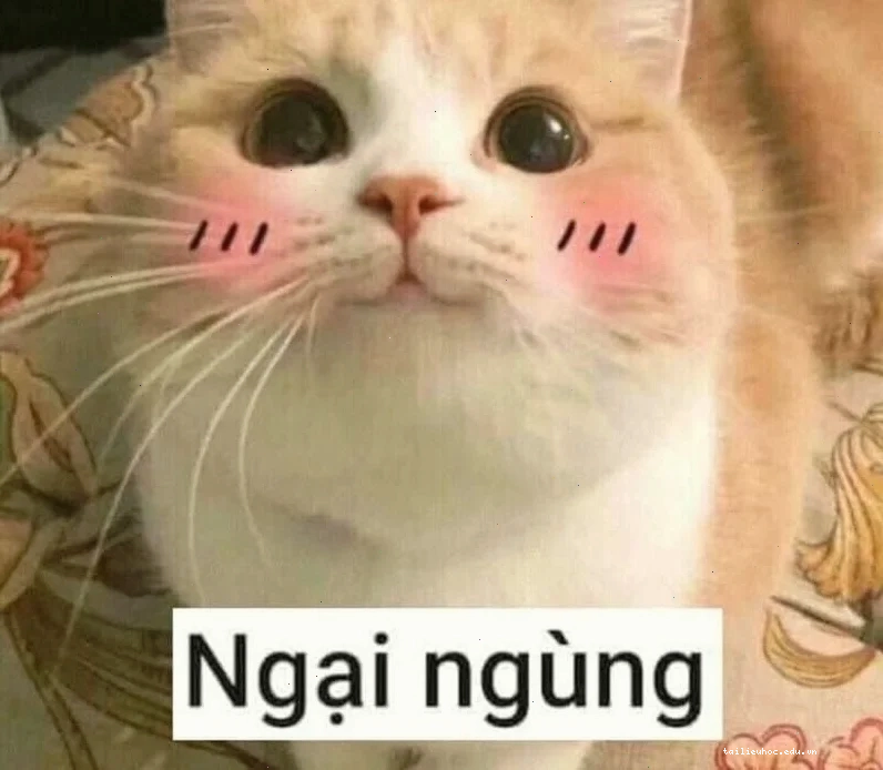 Mèo cười Meme mèo ngại ngùng đang cười