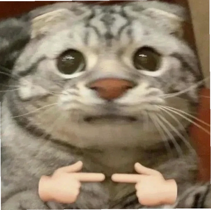Mèo gãi đầu Meme mèo ngại ngùng đang gãi đầu