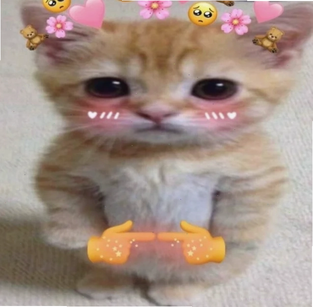 Mèo đỏ mặt Meme mèo ngại ngùng đỏ mặt