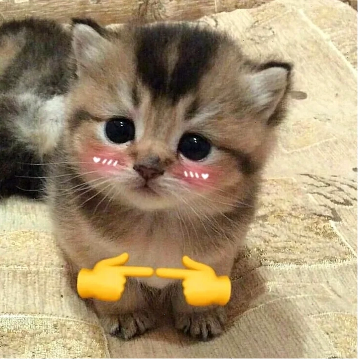 Mèo đỏ mặt Meme mèo ngại ngùng đỏ mặt cực lầy