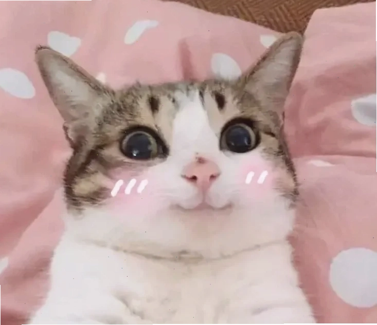 Mèo giấu mặt Meme mèo ngại ngùng giấu mặt sau tay