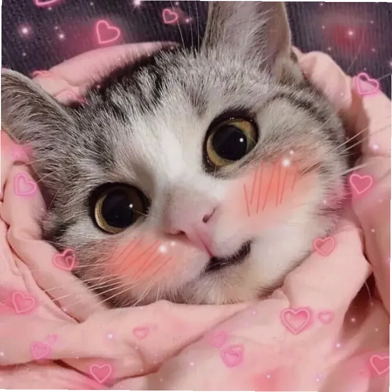 Mèo ngồi im Meme mèo ngại ngùng ngồi im