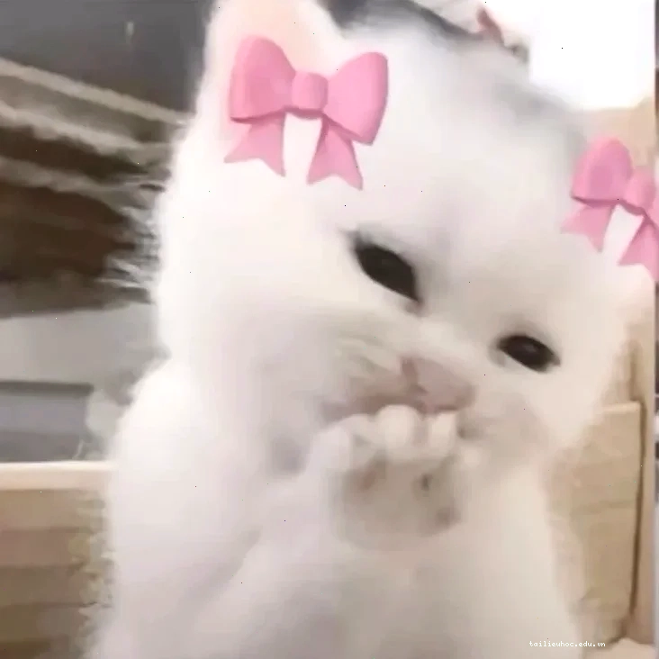 Mèo nhìn lén Meme mèo ngại ngùng nhìn lén